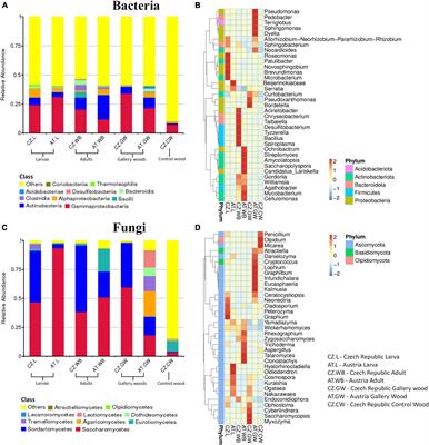 Life-stage and geographic location determine the microbial assemblage in Eurasian spruce bark beetle, Ips typographus L. (Coleoptera: Curculionidae)